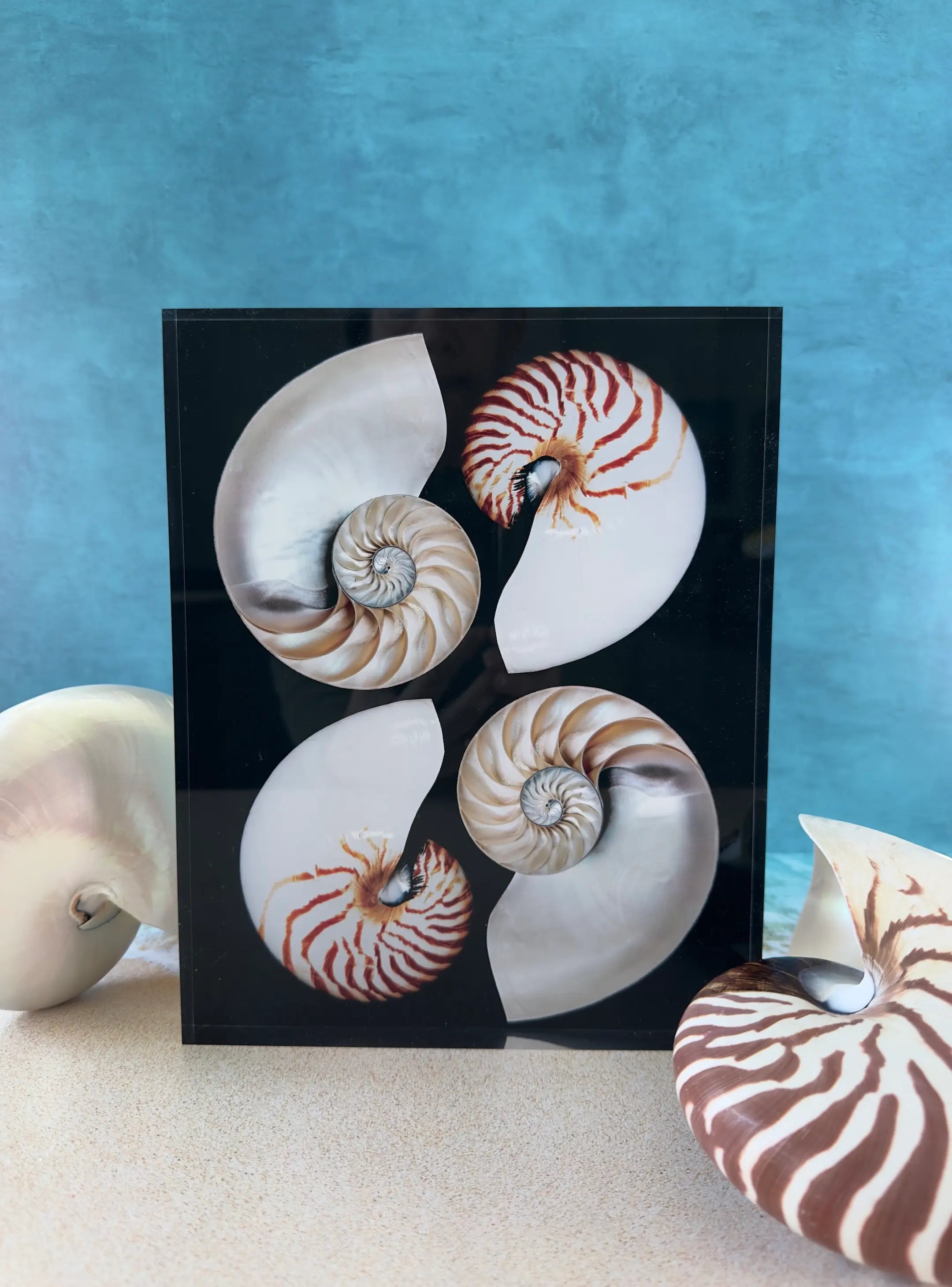 Fibonacci Nautilus Spiral – Coastal Acrylic Block Print