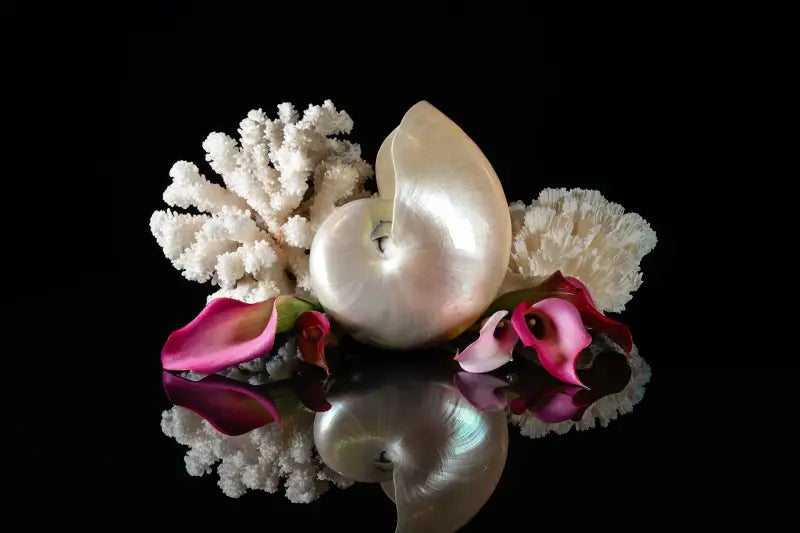 Nautilus shell and lilies on black reflective glass, Echoes art, coastal glass print