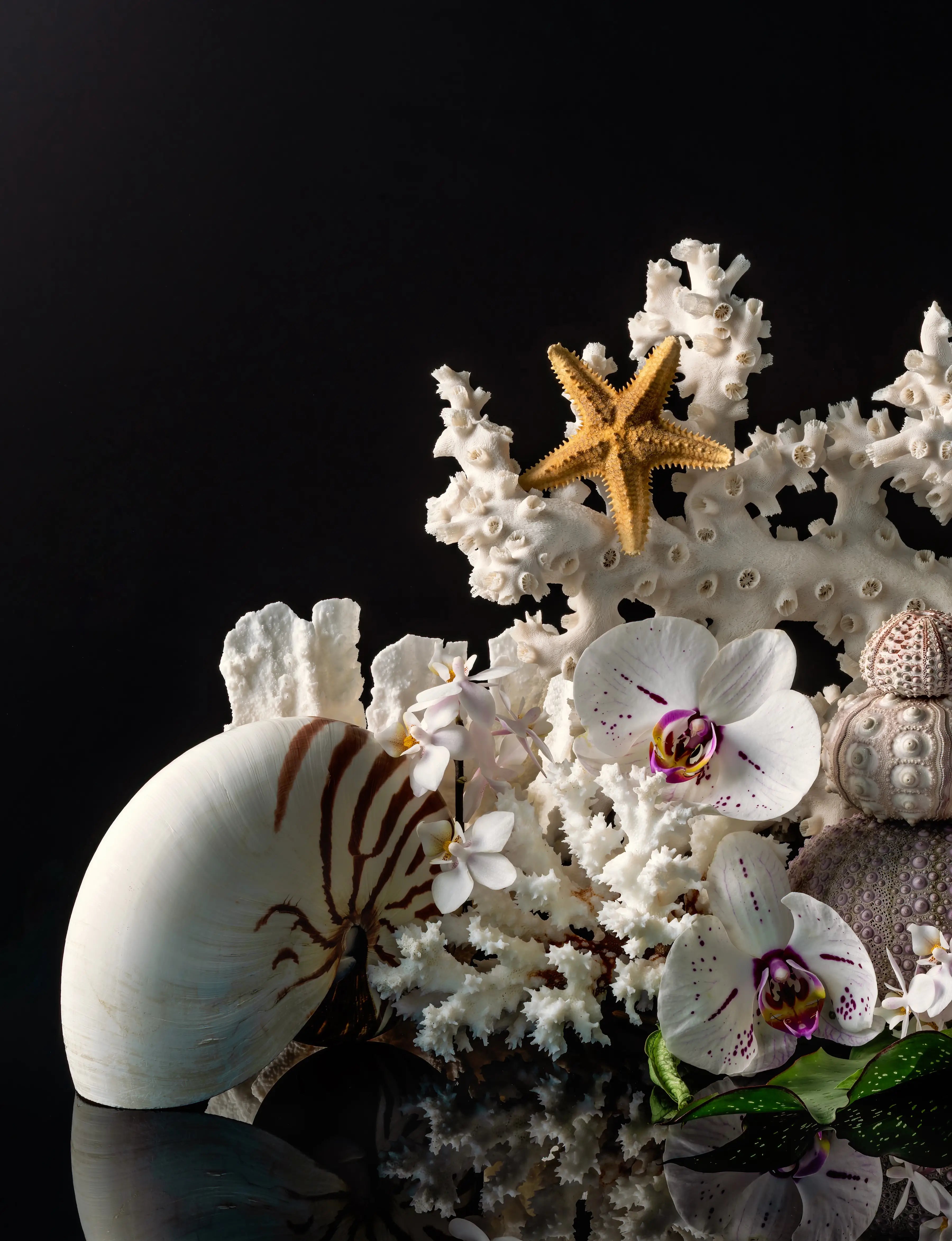 Striped nautilus shell, white coral, orchids, starfish, and sea urchins on a dramatic black reflective background.