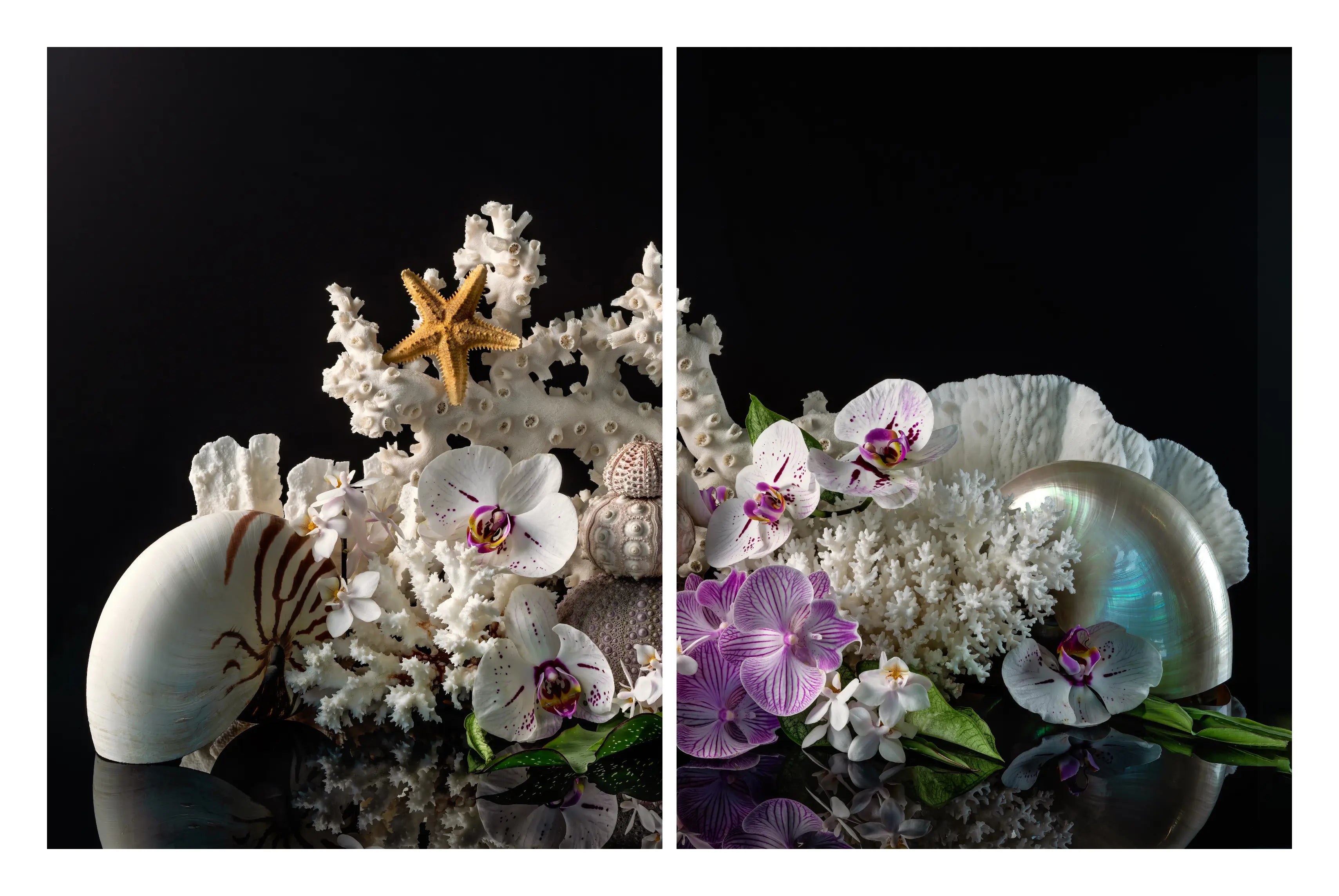 Nautilus and orchid coastal diptych glass wall art with white coral, sea urchins, and starfish on a black background.