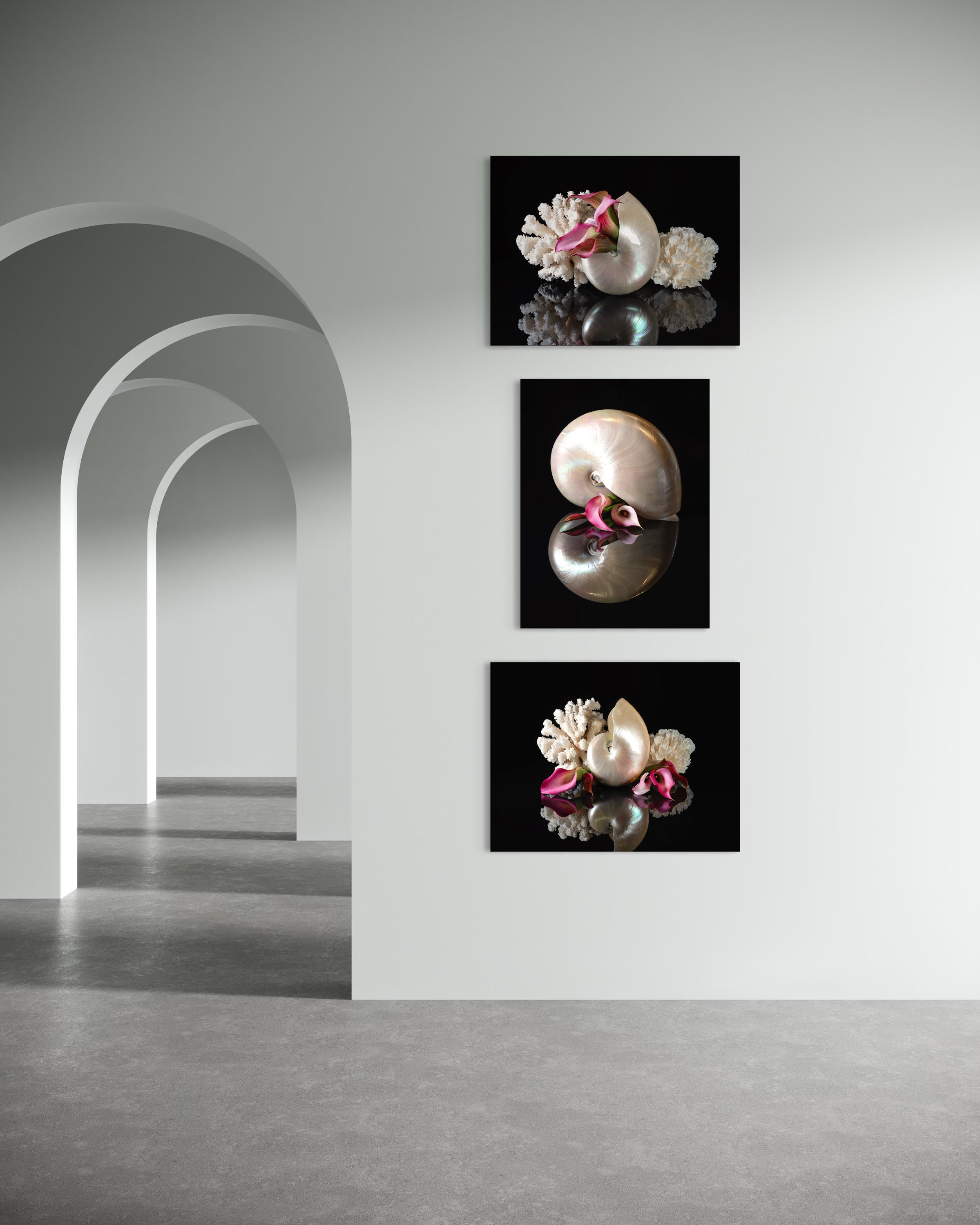 Nautilus shell and pink lilies on reflective glass, coastal wall art with 2 other prints