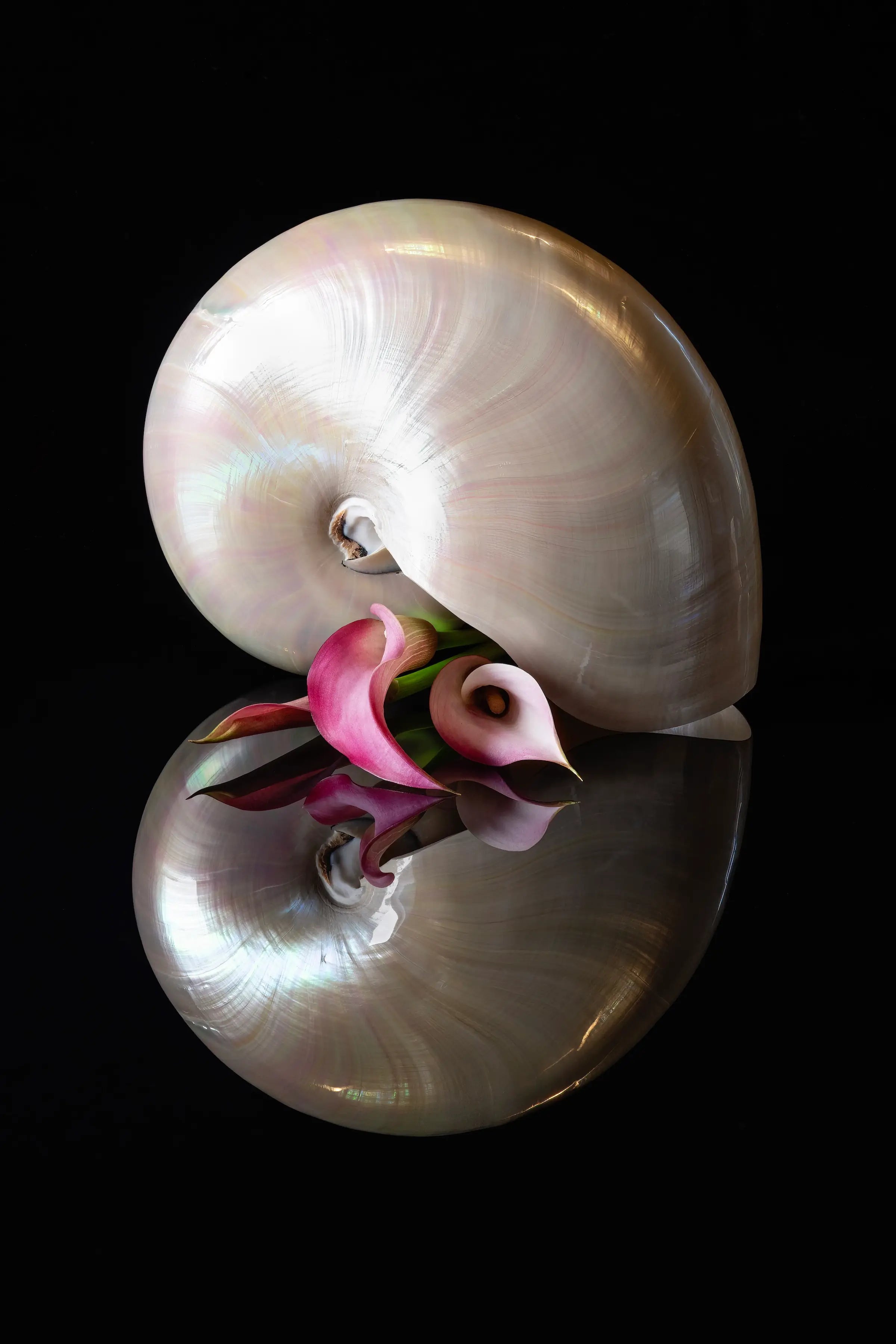 Nautilus shell and pink lilies on reflective glass, coastal wall art