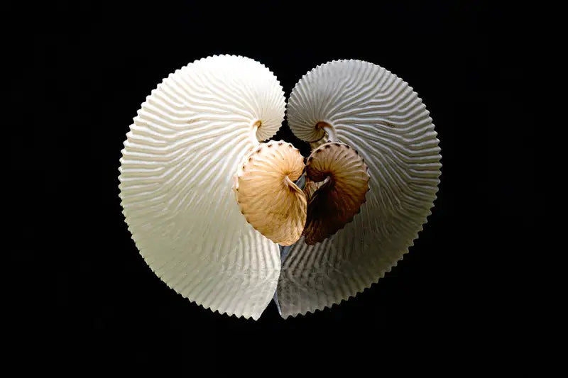 White and brown paper nautiluses forming a heart reflection on black glass, coastal seashell glass print