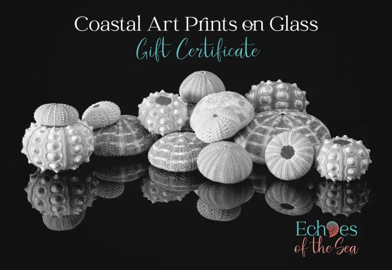 Ocean Art Experience Gift Card - $10.00 - Certificate