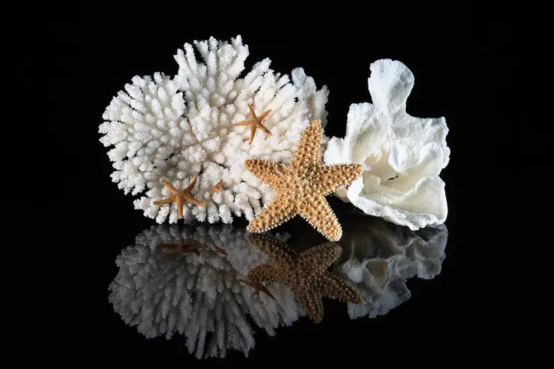 Oceanic Treasures Coastal Coral Glass Print with starfish and corals on black background, eco-friendly ocean wall art.