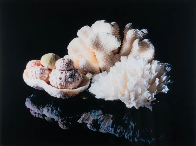 Glass print of white coral and sea urchins on reflective black background.