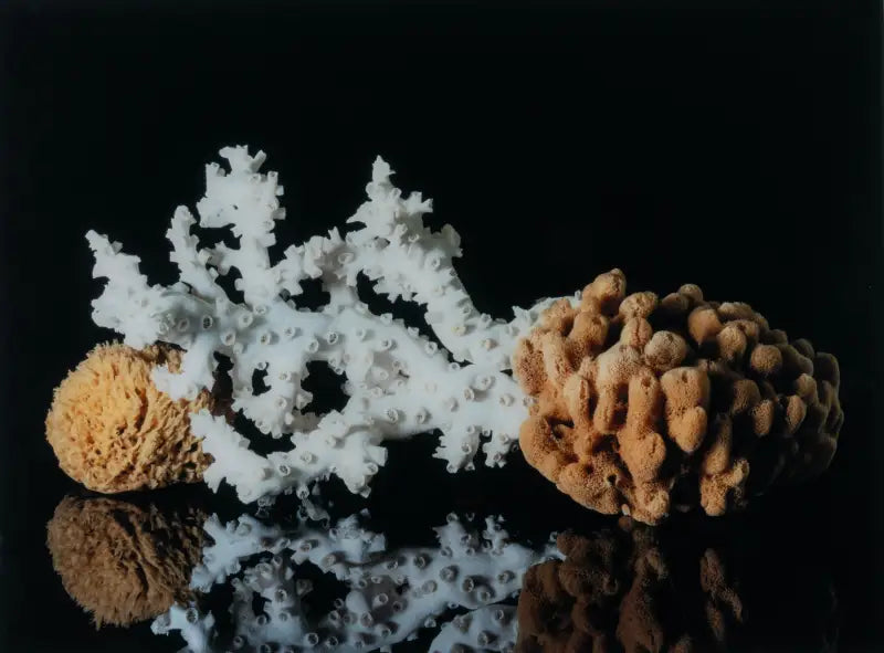 Luxury glass print of octopus coral and sea sponges, coastal marine wall art, eco-friendly, vibrant colors, made in USA