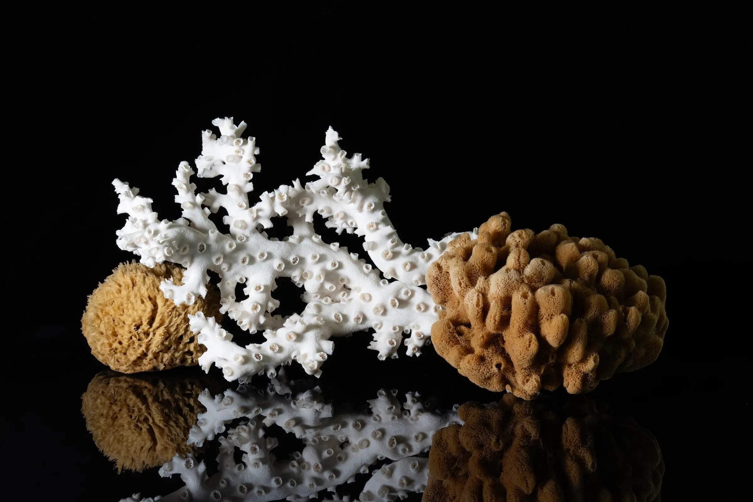 Octopus coral and sea sponge on vibrant coastal glass print, coastal wall art