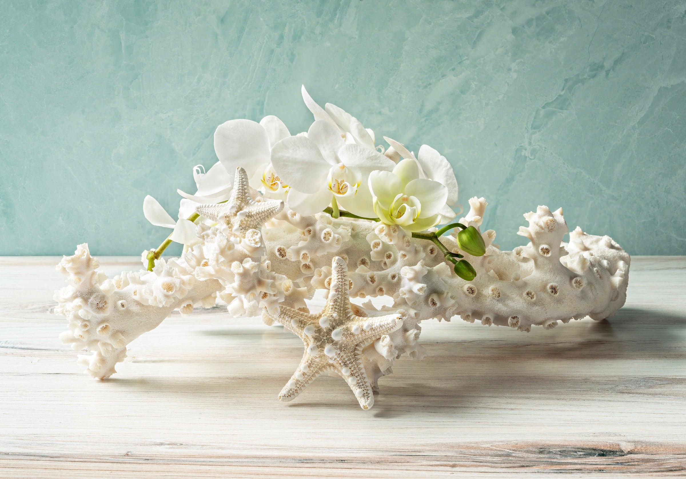 Octopus Coral & White Knobby Sea Star Glass Print - Ocean Art - X-small 4.2 x 8.4’’ - Shell Prints