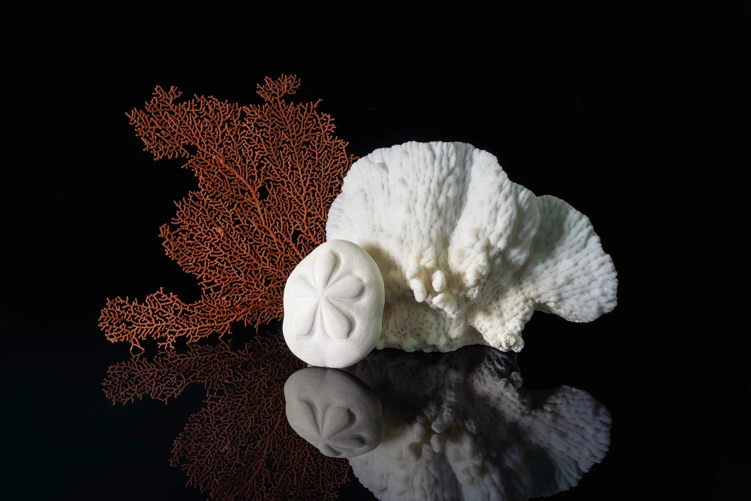 Sand dollar, cactus coral, sea fan on black coastal glass print, coastal wall art