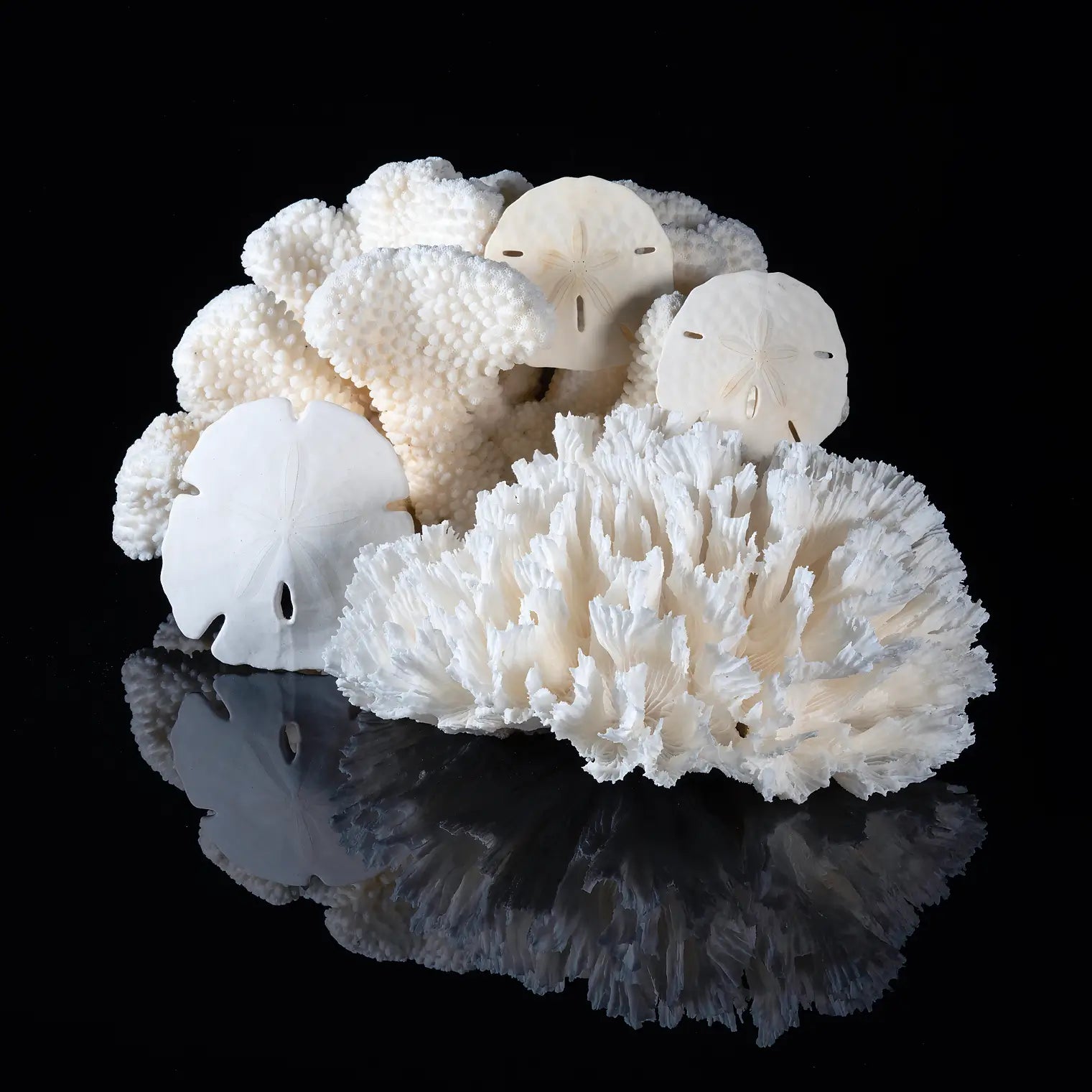 Sand Dollars and Coral on black reflective glass, coastal wall art