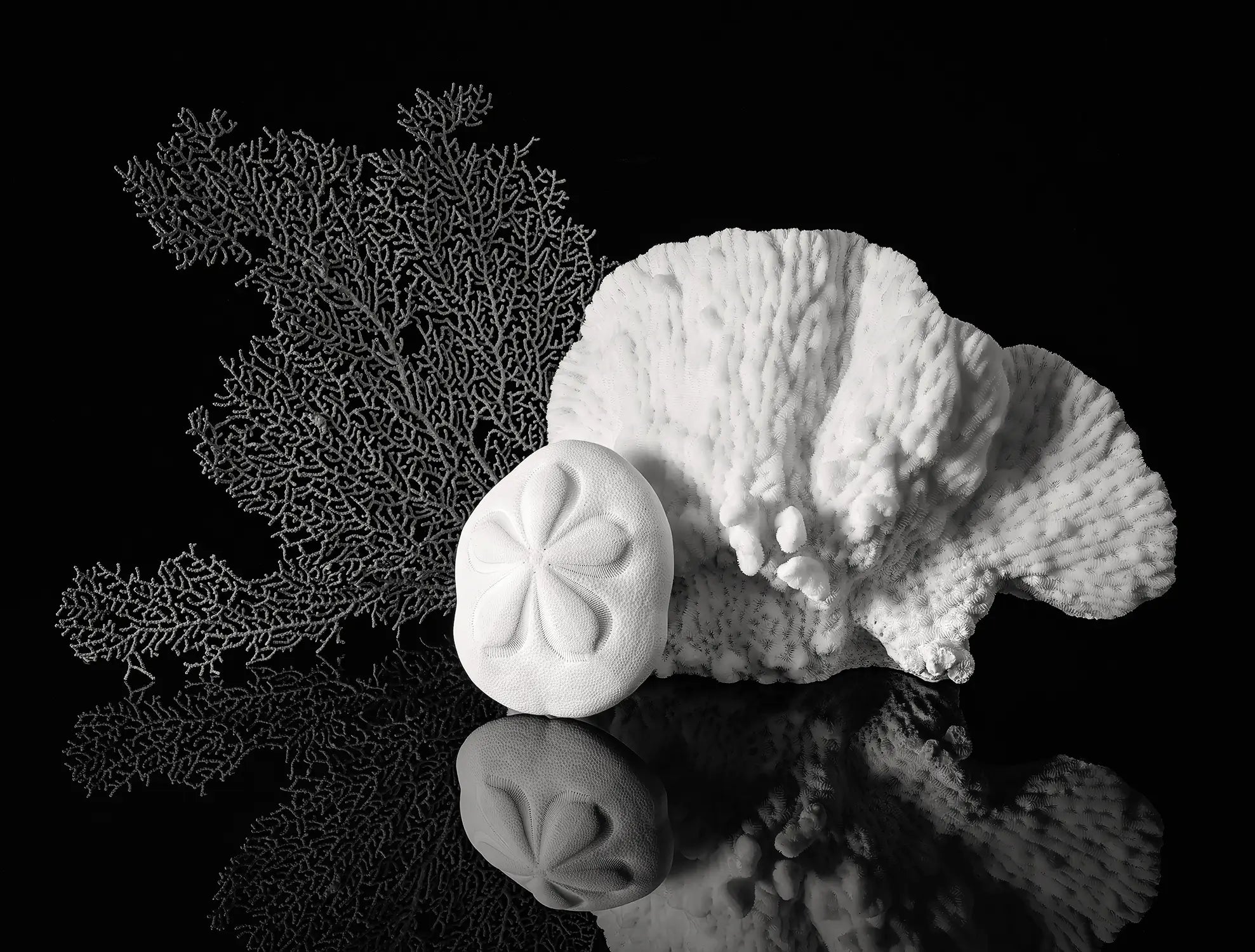 Black-and-white sand dollar wall art featuring a sea biscuit, branching sea fan, and sculptural Merulina coral reflected on a dark surface.