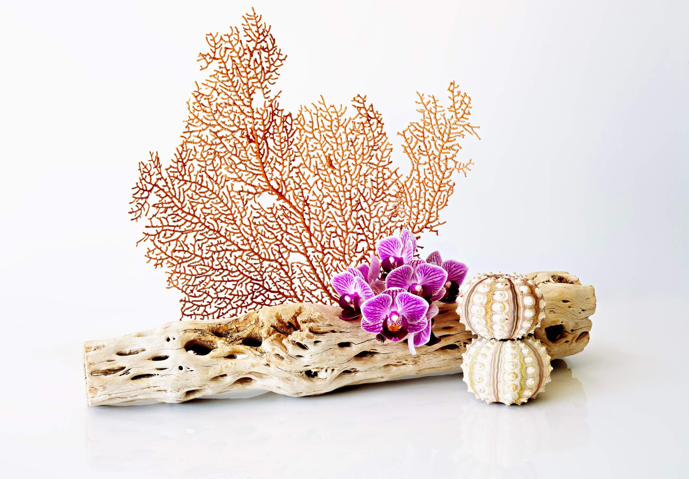 Glass print of coastal scene with sea fan, driftwood, orchids, and urchins.