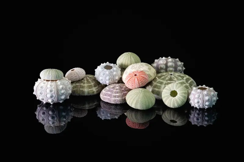 Colorful Sea urchins coastal glass print on black background-coastal wall art