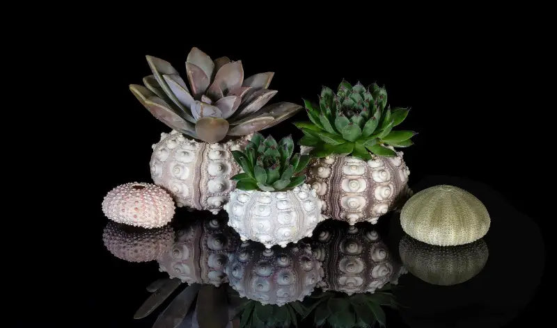 Succulents and urchins on black reflective glass, Echoes oceanic art