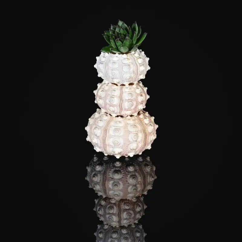Sea urchins and succulent on black reflective glass, Echoes art for coastal decor