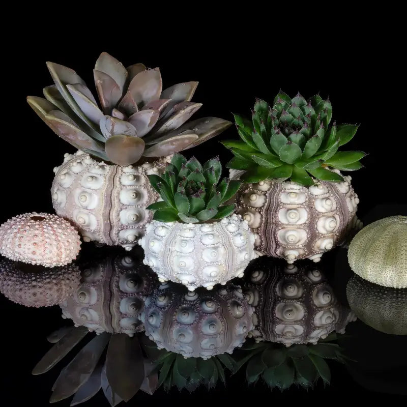 Sea urchins with succulents on black coastal glass print, Echoes of the Sea art