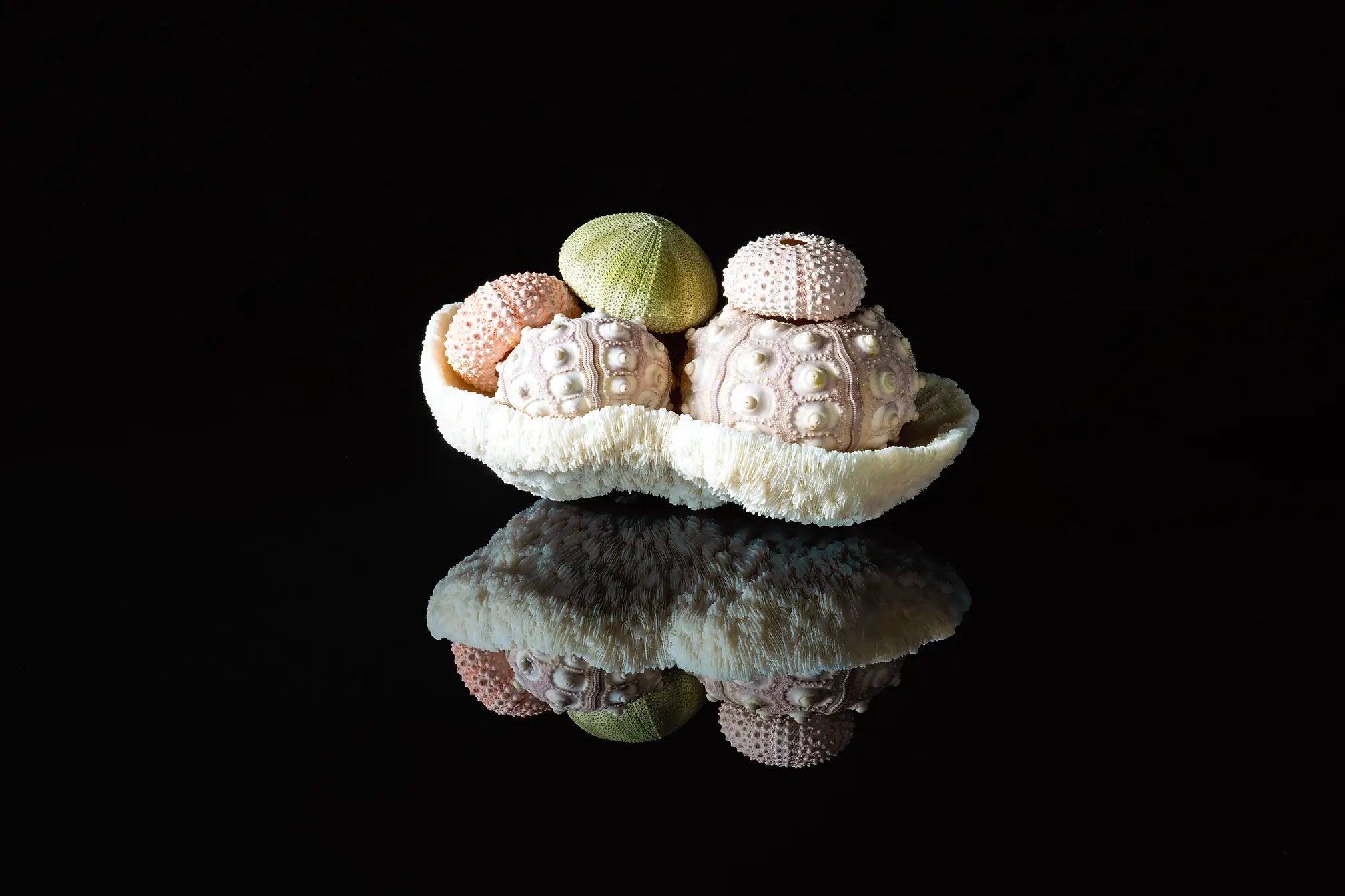 Sea urchins in coral bowl coastal seashell glass print, Echoes of the Sea