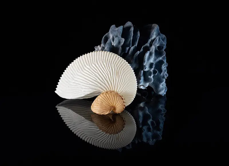 Nautilus and blue coral on reflective black background coastal glass art print