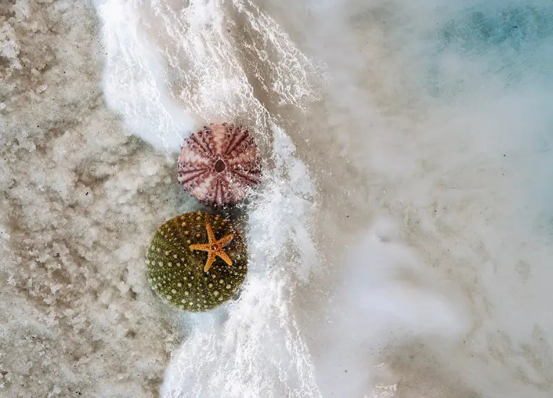 Seashell coastal glass print with starfish and sea urchins in foamy waves, coastal home decor