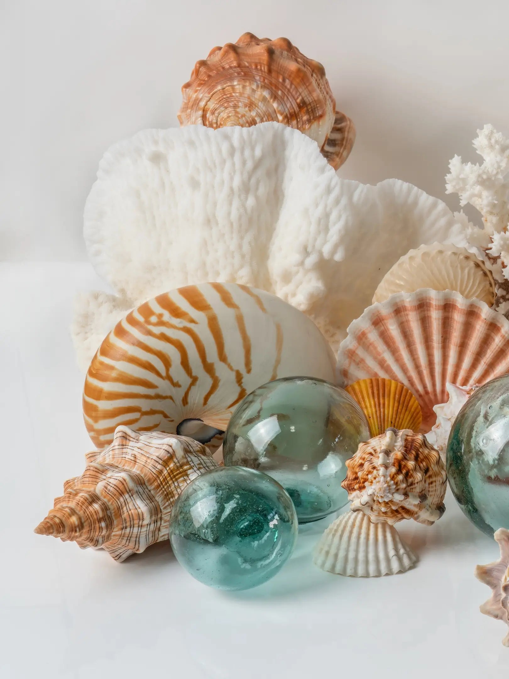 Left panel of a coastal seashell triptych featuring a striped nautilus, white coral, scallop shells, spiral shells, and aqua Japanese glass floats.