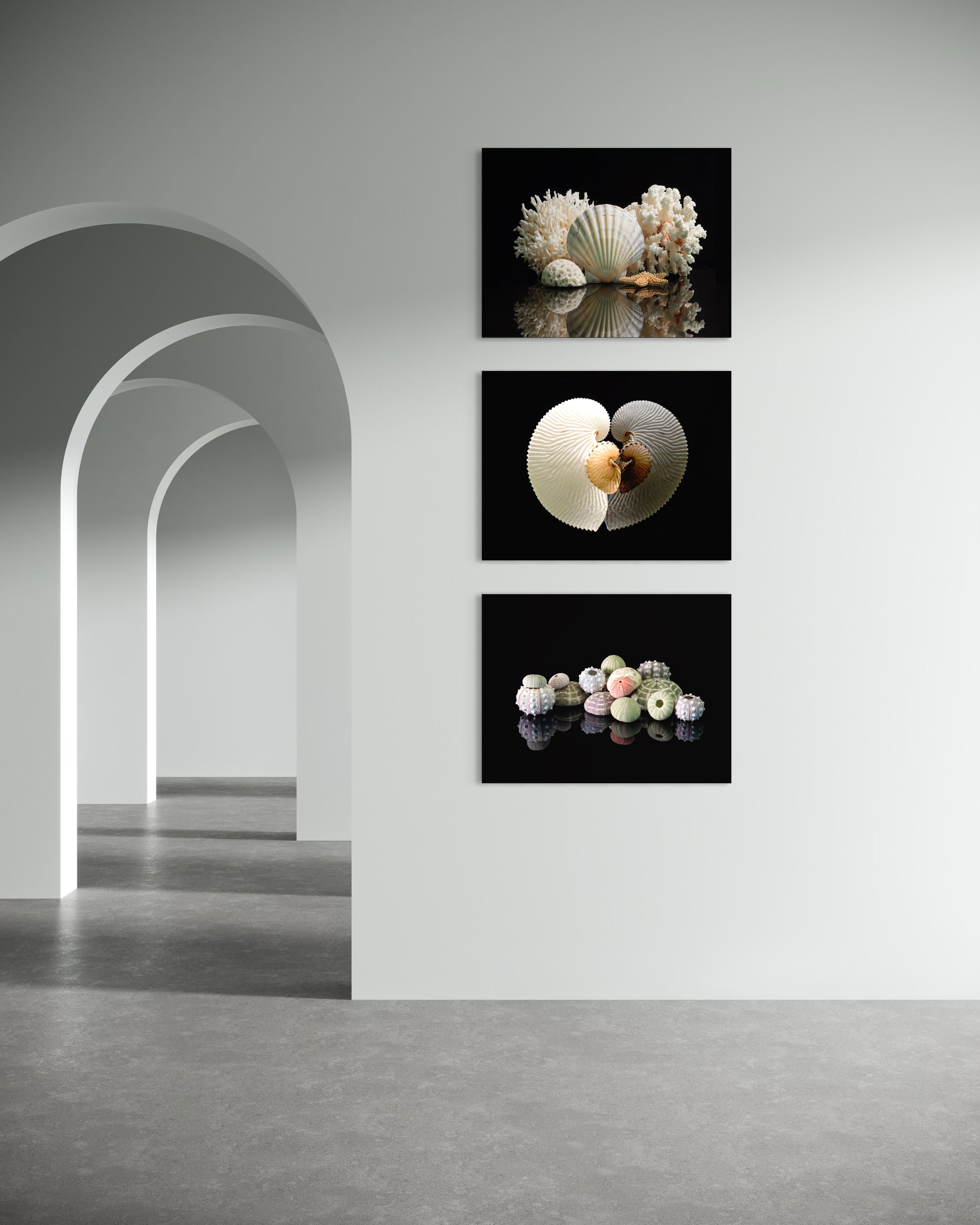 Coastal Glass Print: Seashells a stunning variety of coral and shells on black background for Ocean Wall Gallery