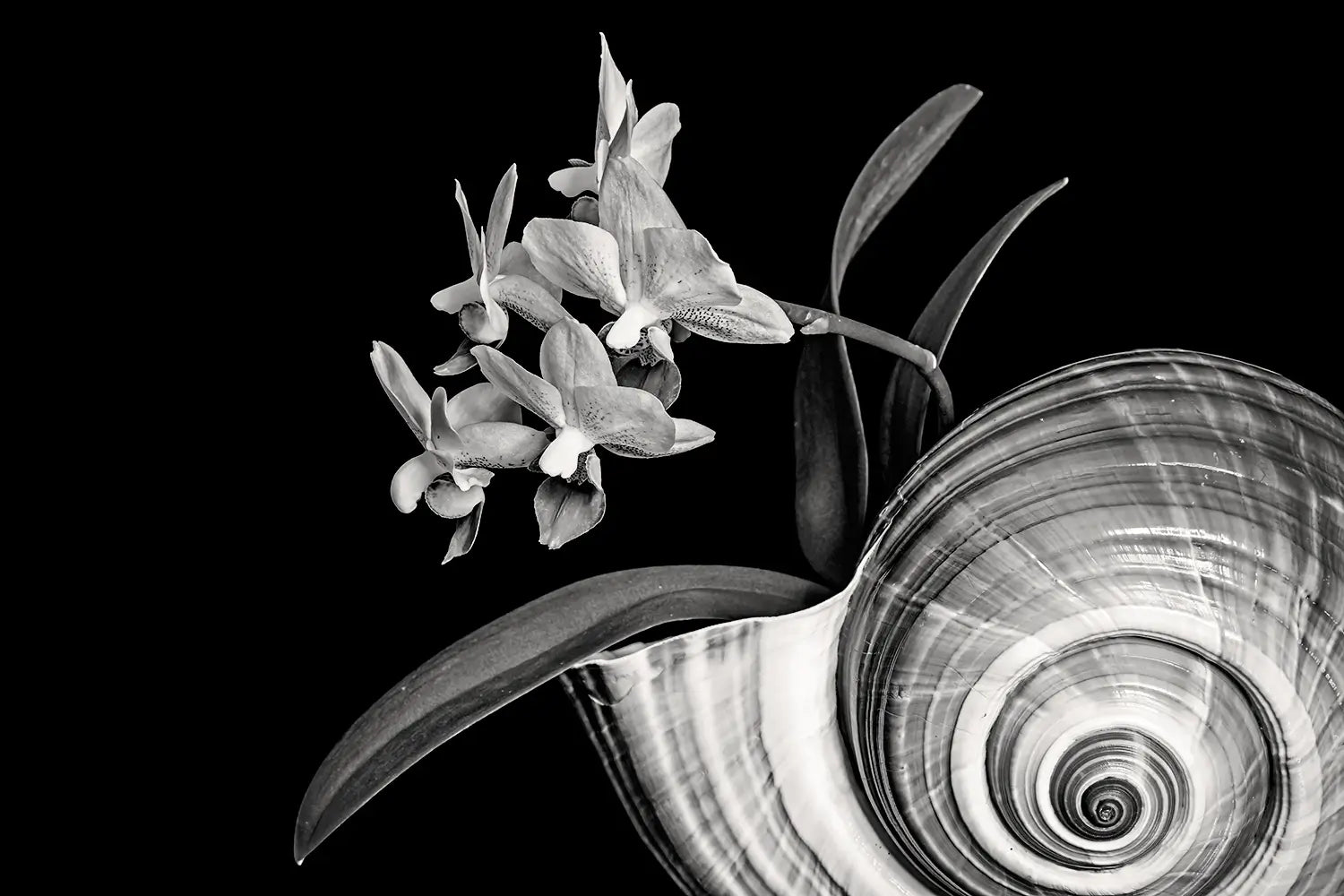 Black-and-white botanical wall art featuring orchid blossoms and a Giant Tun Shell against a deep black background.