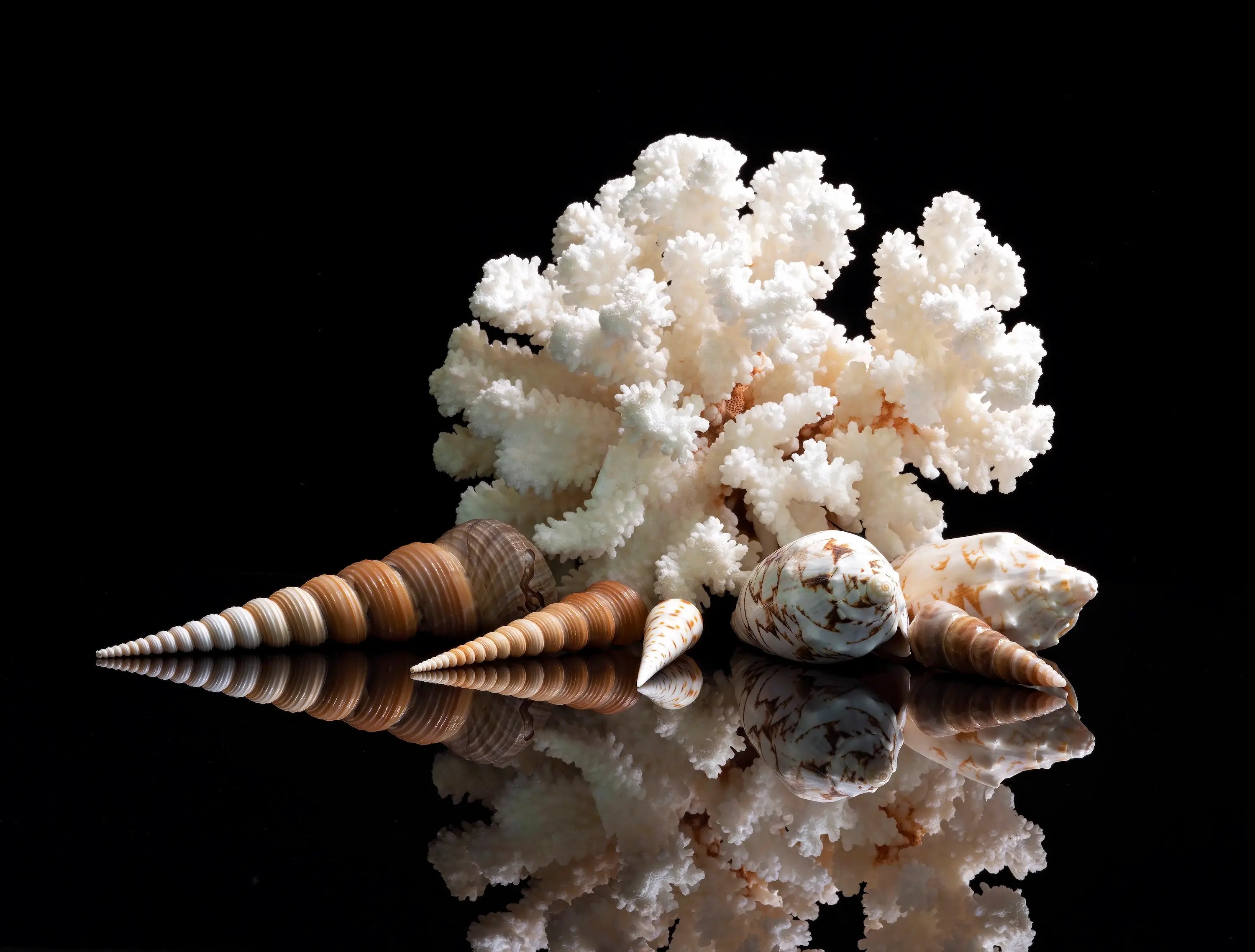 Spiral Sea Shell Wall Art with Coral Glass Print