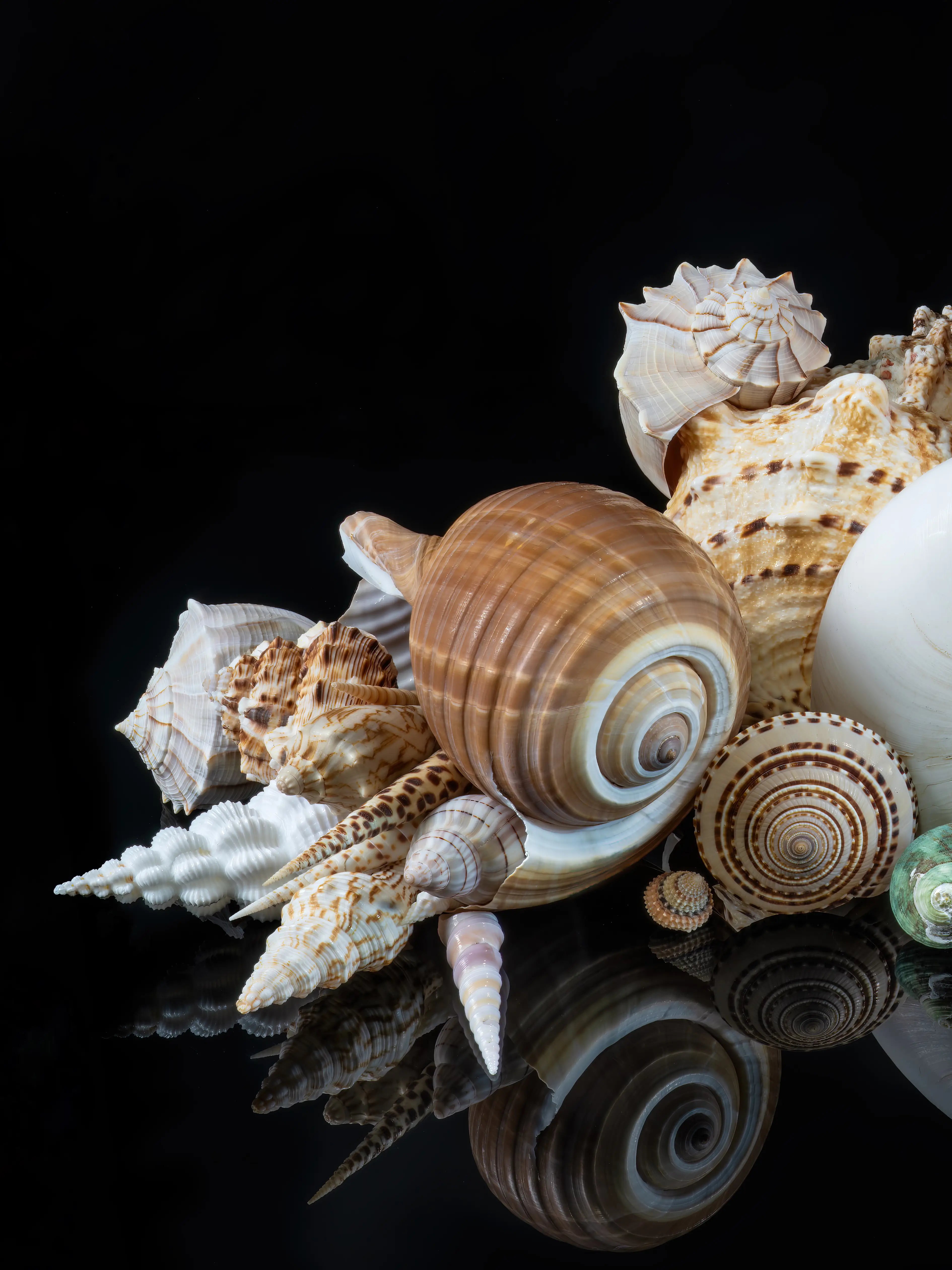 Left panel of Spirals of the Sea triptych featuring layered spiral seashells and marine forms on a black reflective background.