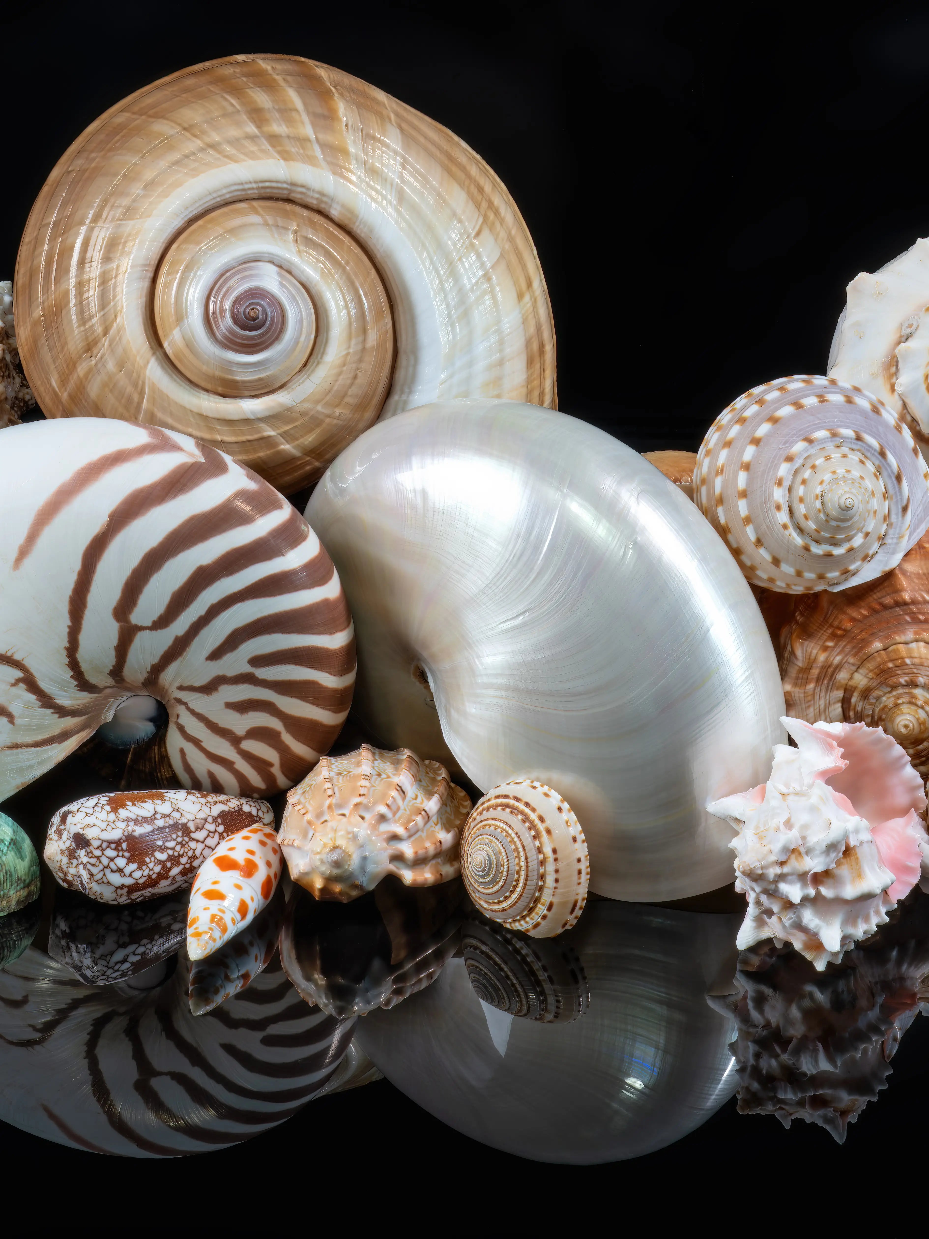 Middle panel of Spirals of the Sea triptych featuring a striped nautilus and warm-toned spiral seashells on a dark reflective background.