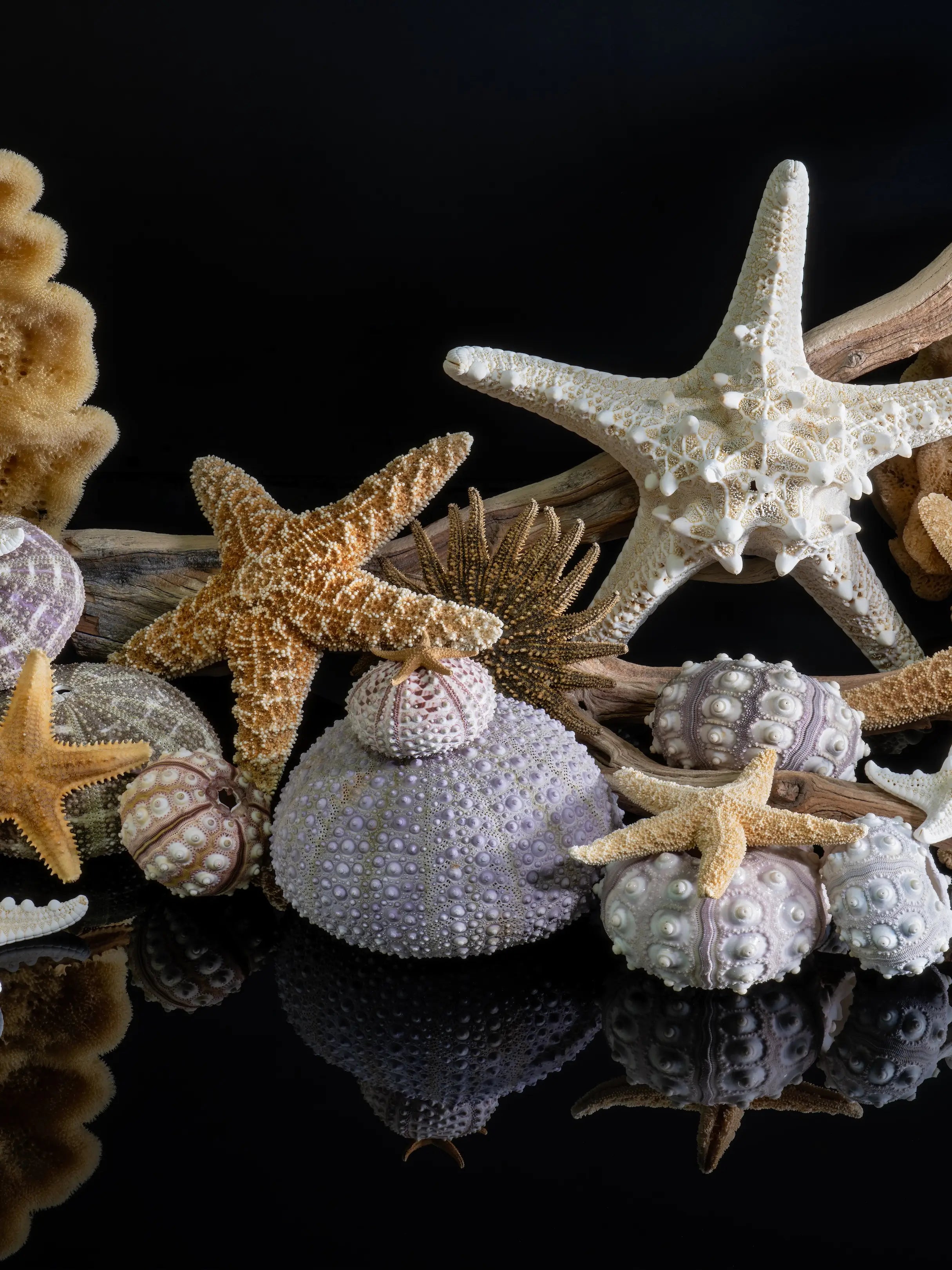 Middle panel of a coastal triptych featuring large starfish, lavender and ivory sea urchins, driftwood, and marine sponges on a deep black background.