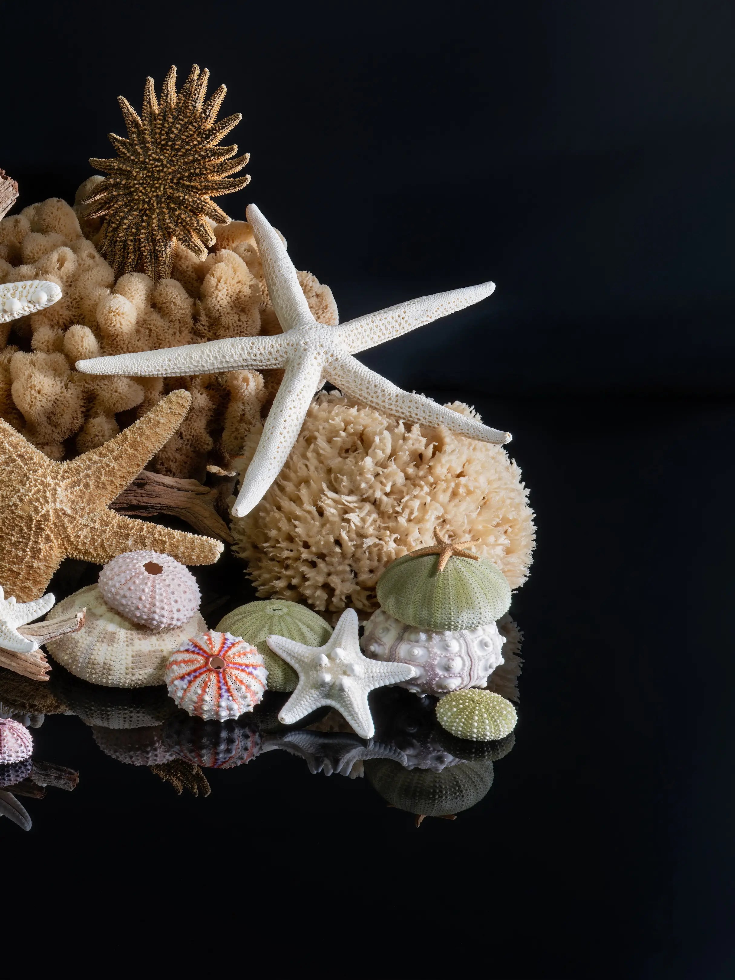 Right panel of a coastal triptych featuring white and tan starfish, sea urchins, marine sponge, and reflected coastal forms on a black background.