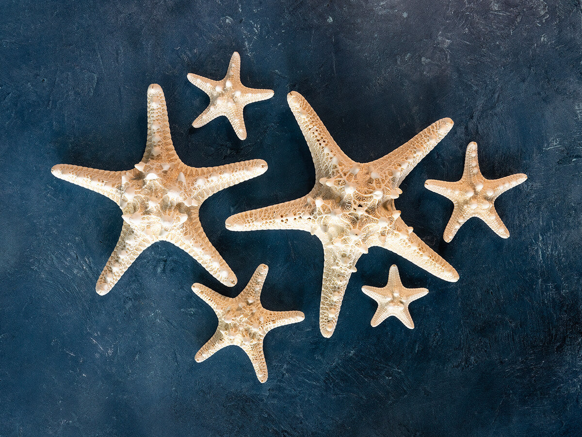 Knobby starfish on blue backdrop, Echoes of the Sea glass print, perfect nautical glass wall art for coastal decor.