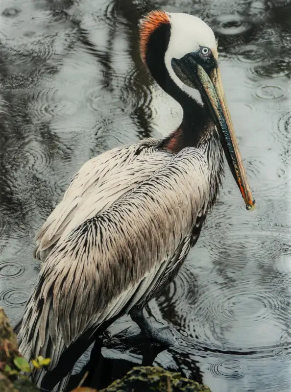 Glass print of brown pelican beside water with raindrop ripples on a stormy day.