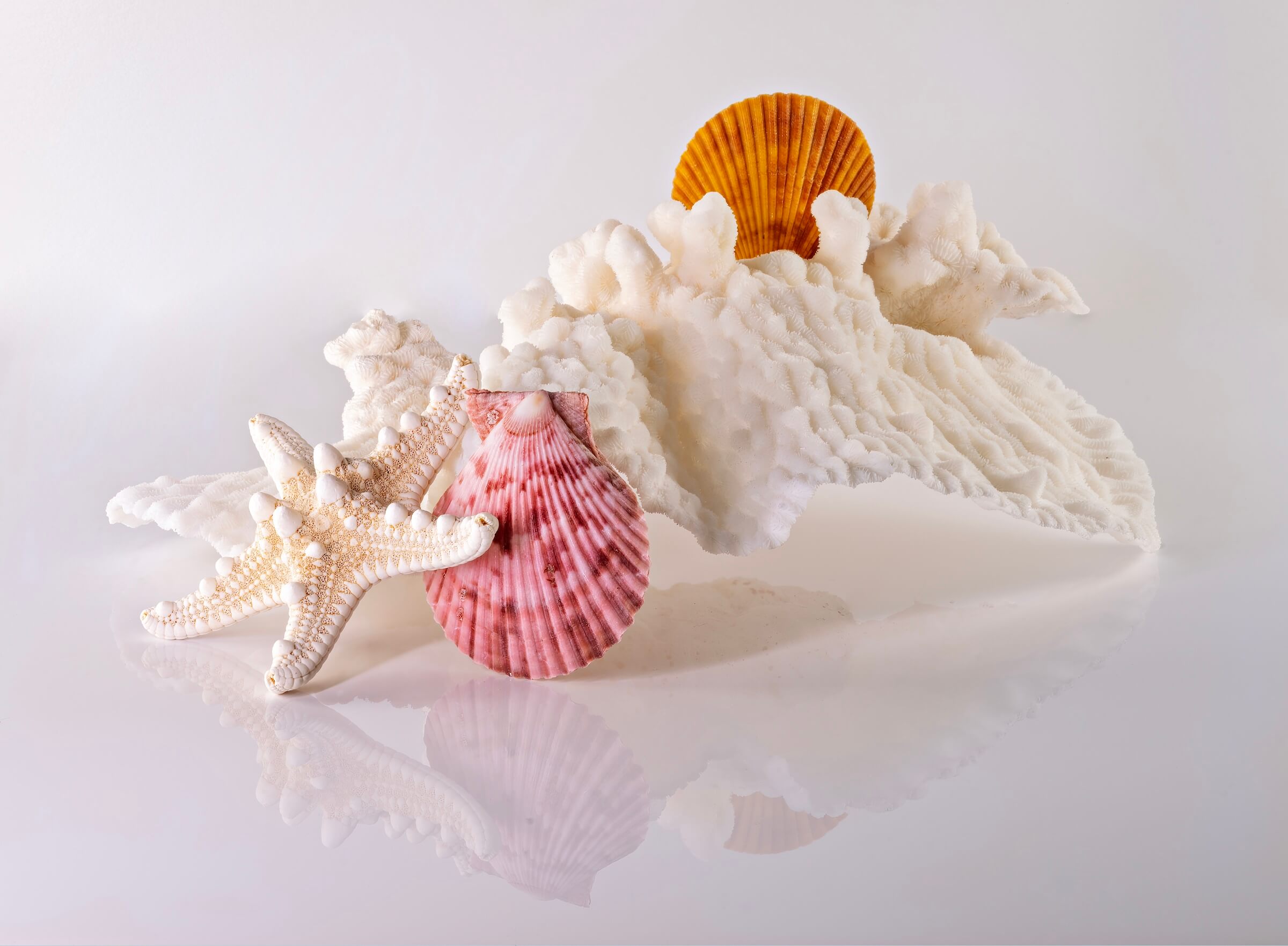 Eco-friendly coastal glass print featuring cabbage coral, starfish, and seashells on a white background