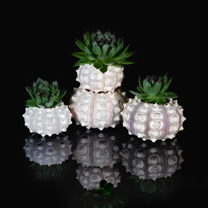 Succulents and sea urchins on reflective black glass, Echoes of the Sea coastal glass print