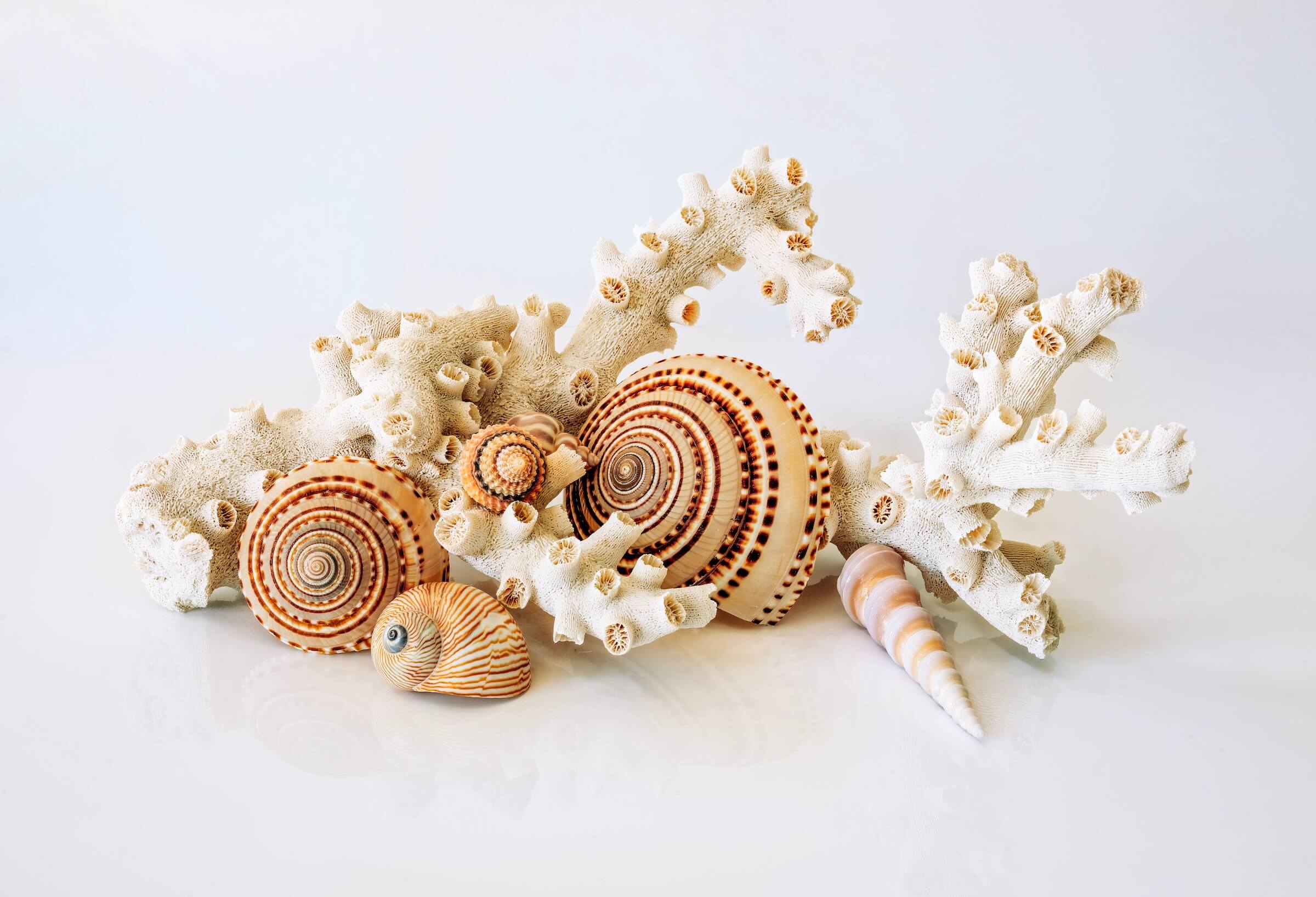 Sundial Shells & Octopus Coral Glass Print - Ocean Decor-Shell Prints