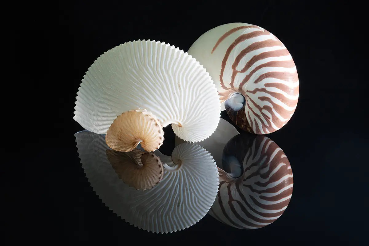 Three nautilus shells with unique patterns on a reflective black glass surface.