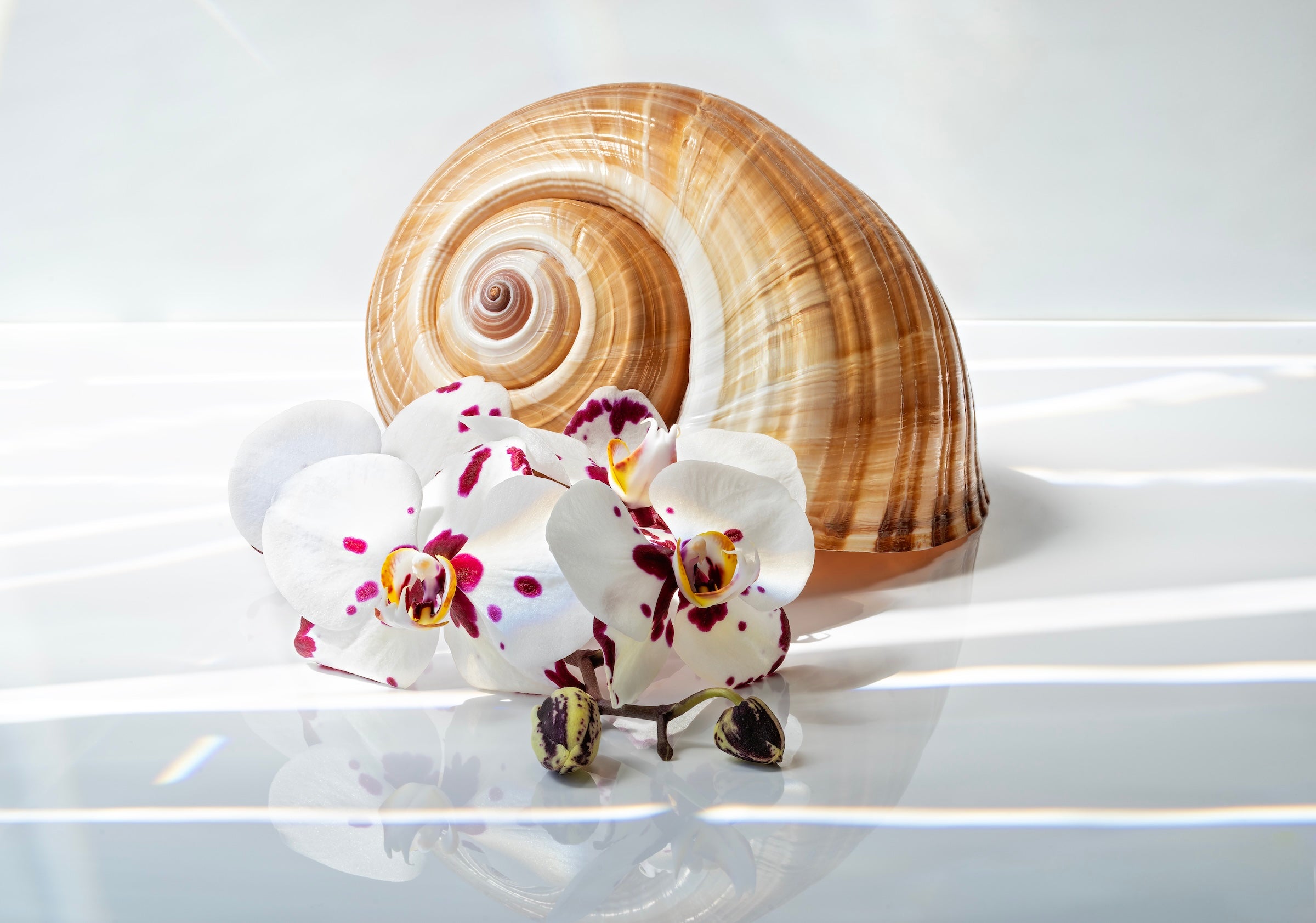 Tonna Galea Giant Tun shell and spotted orchids coastal glass print by Echoes of the Sea.