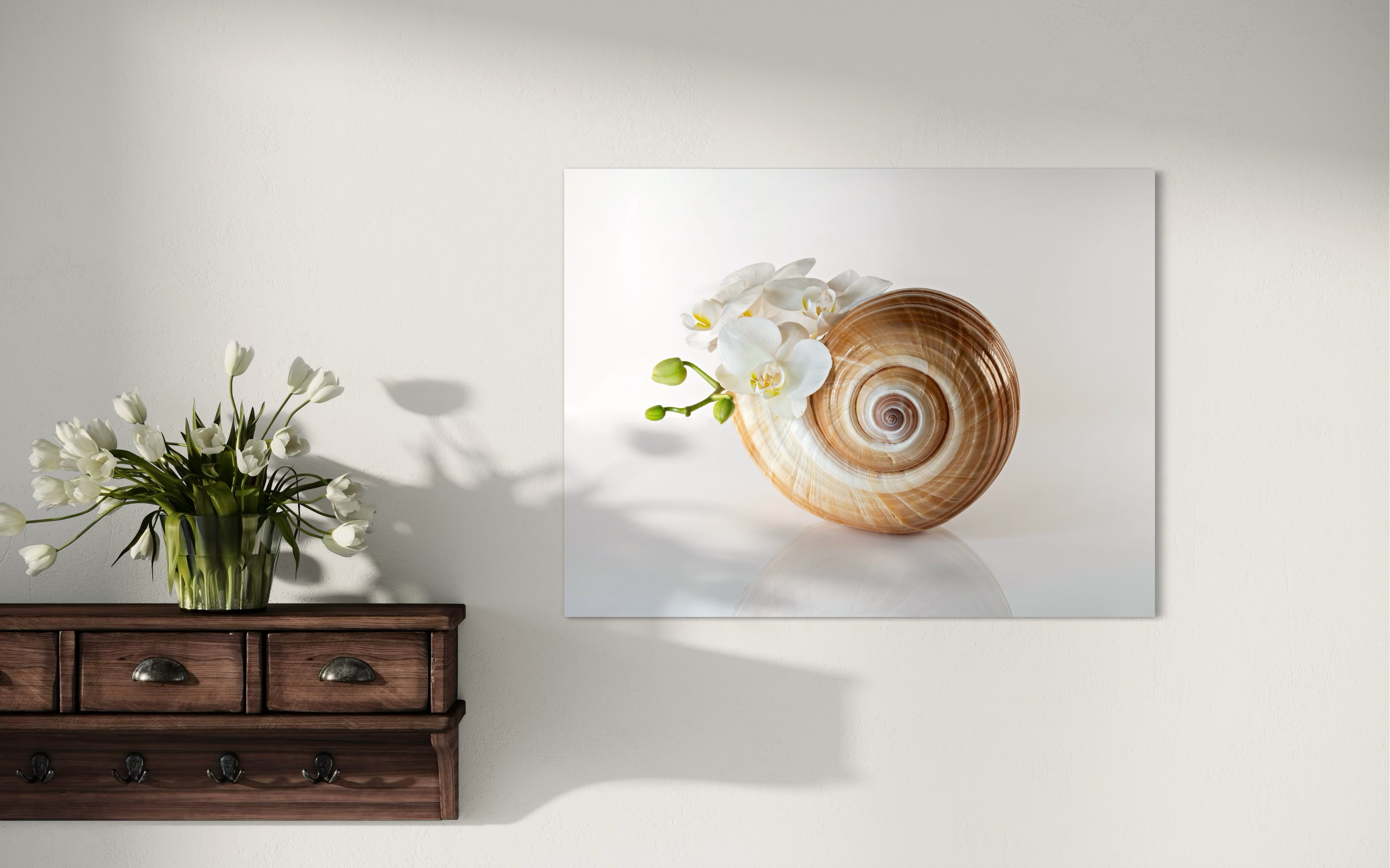 Tonna Galea seashell with orchids coastal glass print by Echoes of the Sea, next to wall shelf