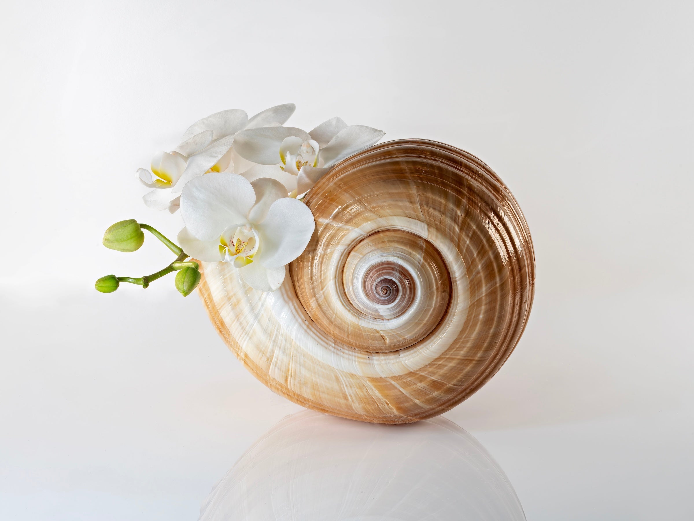 Tonna Galea seashell with orchids coastal glass print by Echoes of the Sea
