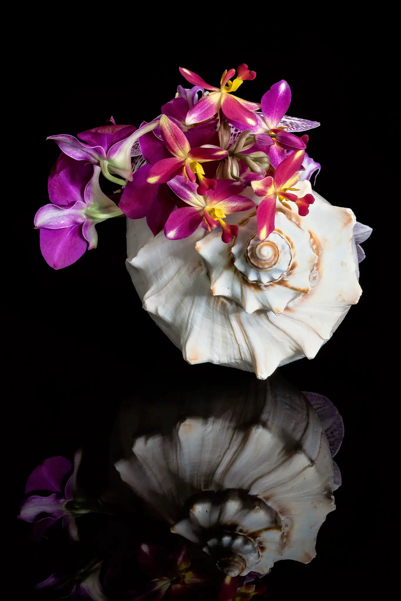Coastal glass print of a triton shell filled with colorful orchids on a black reflective surface