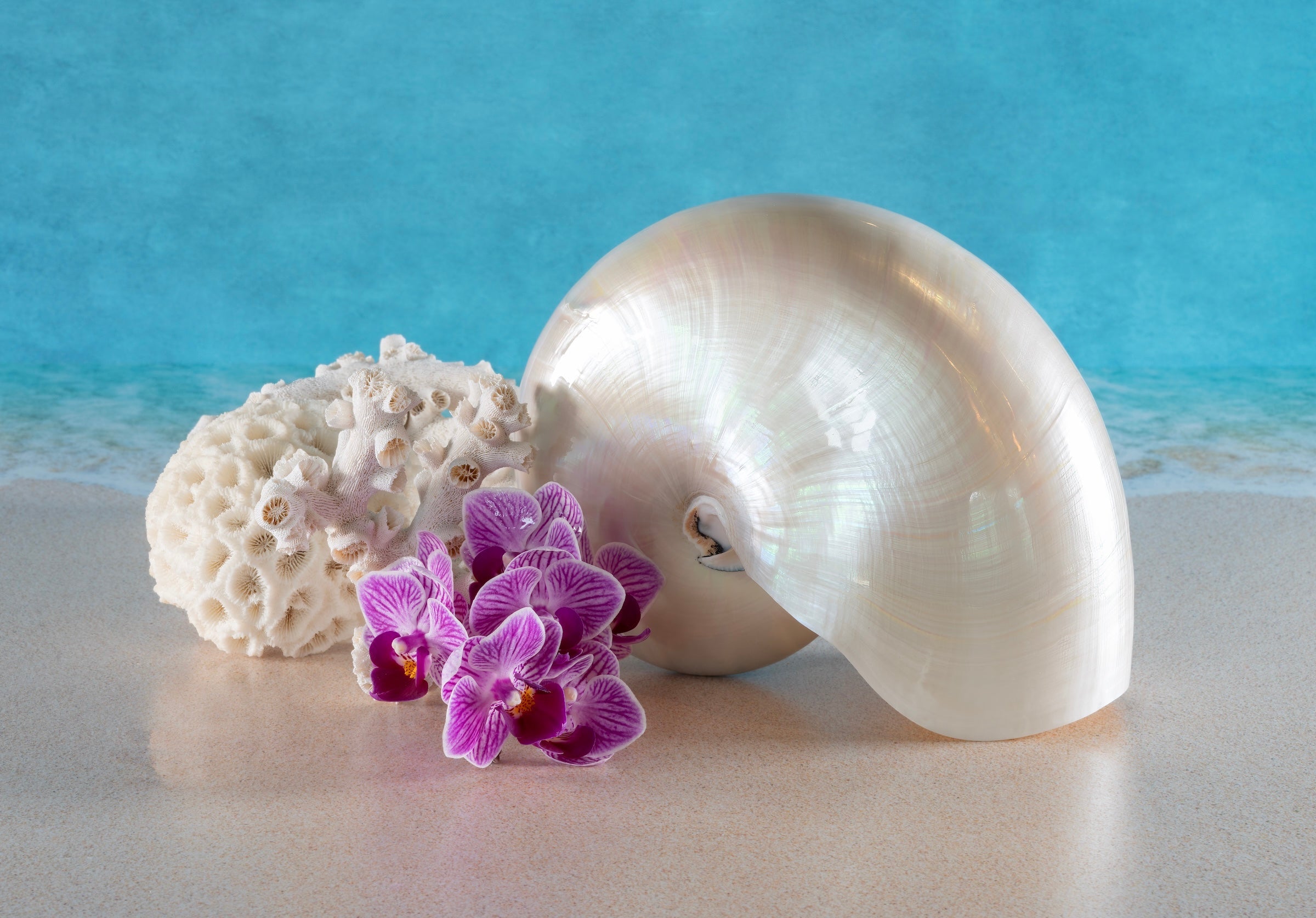 Tropical nautilus, octopus, and brain coral glass print by Echoes of the Sea