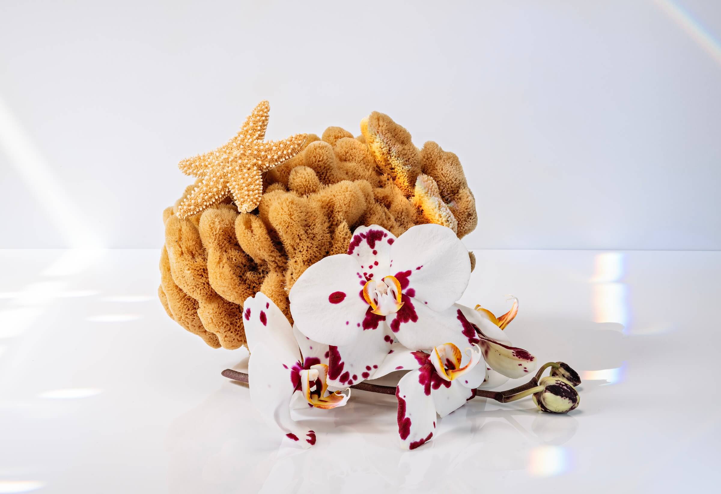 Eco-friendly coastal glass print with golden-brown sea sponge and magenta orchids on white background for beach decor.