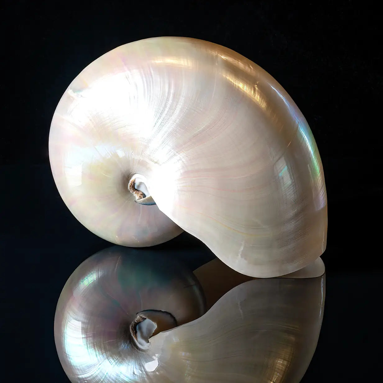 White nautilus on black glass, Echoes of the Sea art