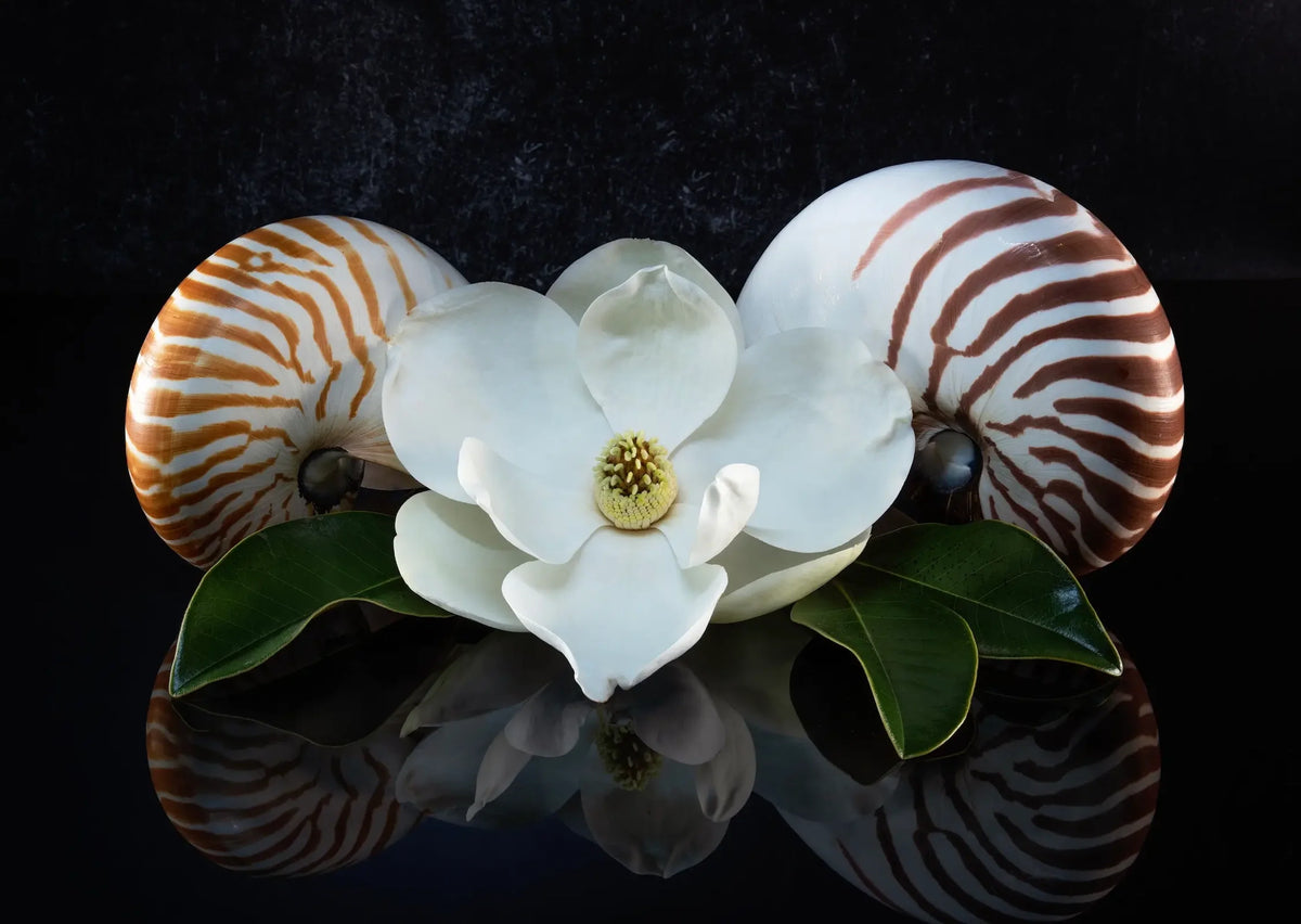 White magnolia bloom centered between two chambered nautilus shells on a dark reflective background, creating a luminous botanical coastal still life.
