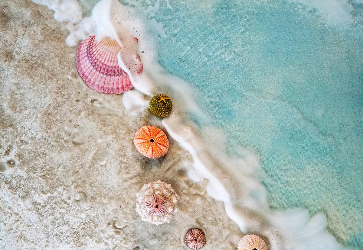Delicate pink and green sea urchin shells resting on wet sand, symbolizing balance and coastal serenity.
