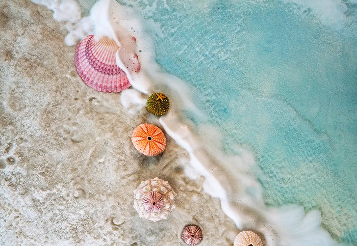 Delicate pink and green sea urchin shells resting on wet sand, symbolizing balance and coastal serenity.