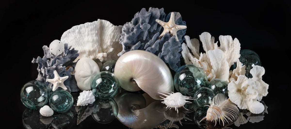 Pearl nautilus, coral, sea stars, and blue glass floats arranged on a reflective black surface.