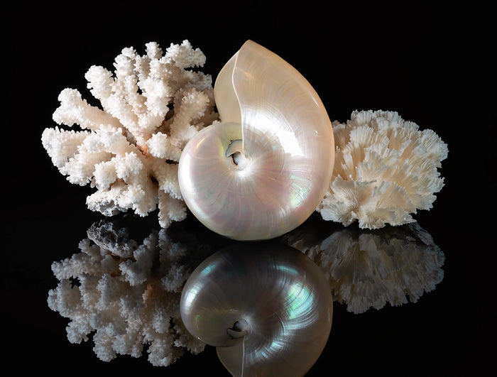 Pearl nautilus shell styled with two white corals against a black reflective background, highlighting natural spiral geometry, branching texture, and coastal form.